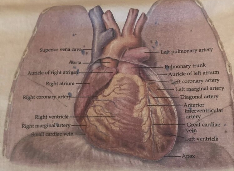Anatomical Chart Co The Heart T-Shirt Close Up